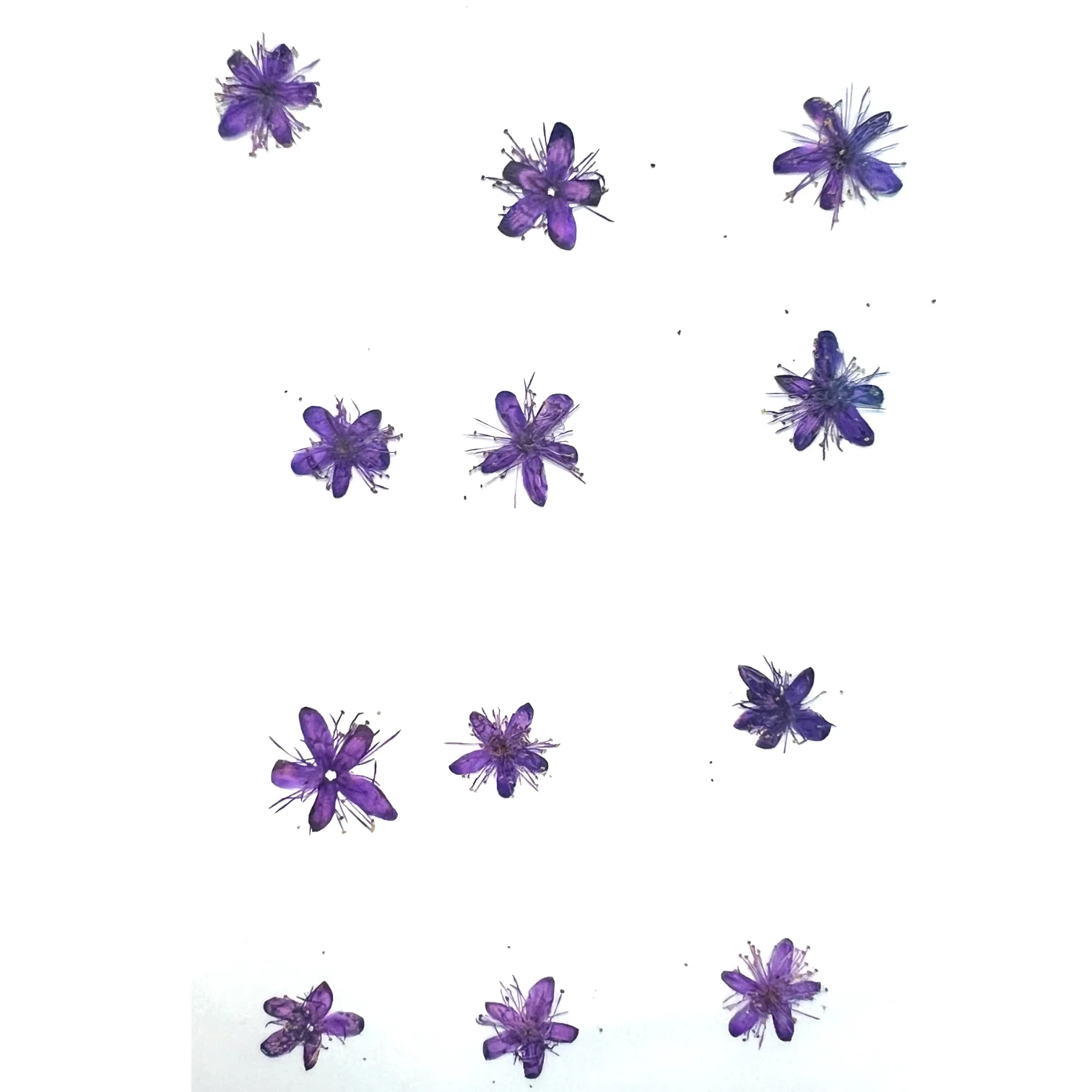 12-piece Symplocos Tanakana Nakai Dried Pressed Real Natural Flowers - Image 3