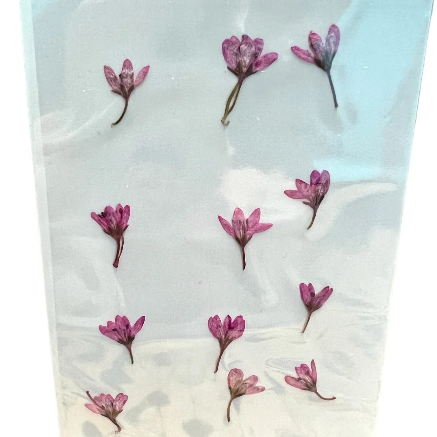 12-piece Chloris Virgata Dried Pressed Real Natural Flowers - Image 3
