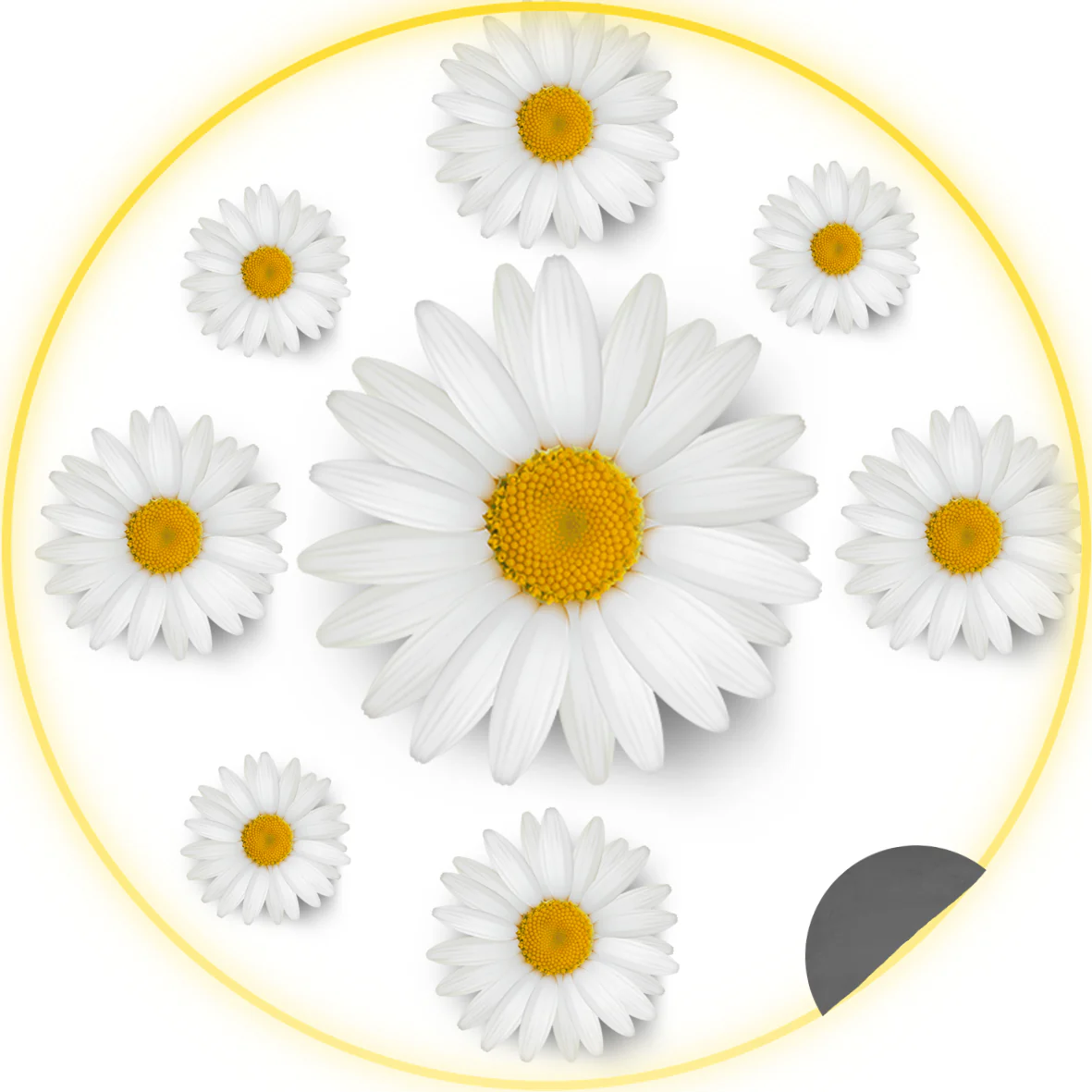 Daisy Flower Car Coaster Acrylic Blank Project Pack + Bonus DTFs